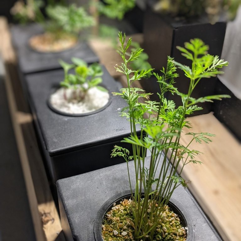 temporary urn hydroponics