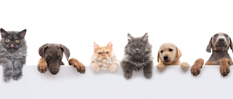 Pets as Grief Support