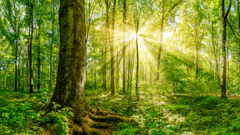 Memorial Forest